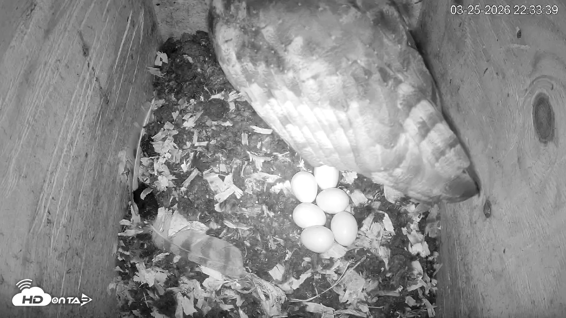 Snapshot of North Carolina Barn Owls Live Cam taken Mar 25, 2026, 10:34pm EDT