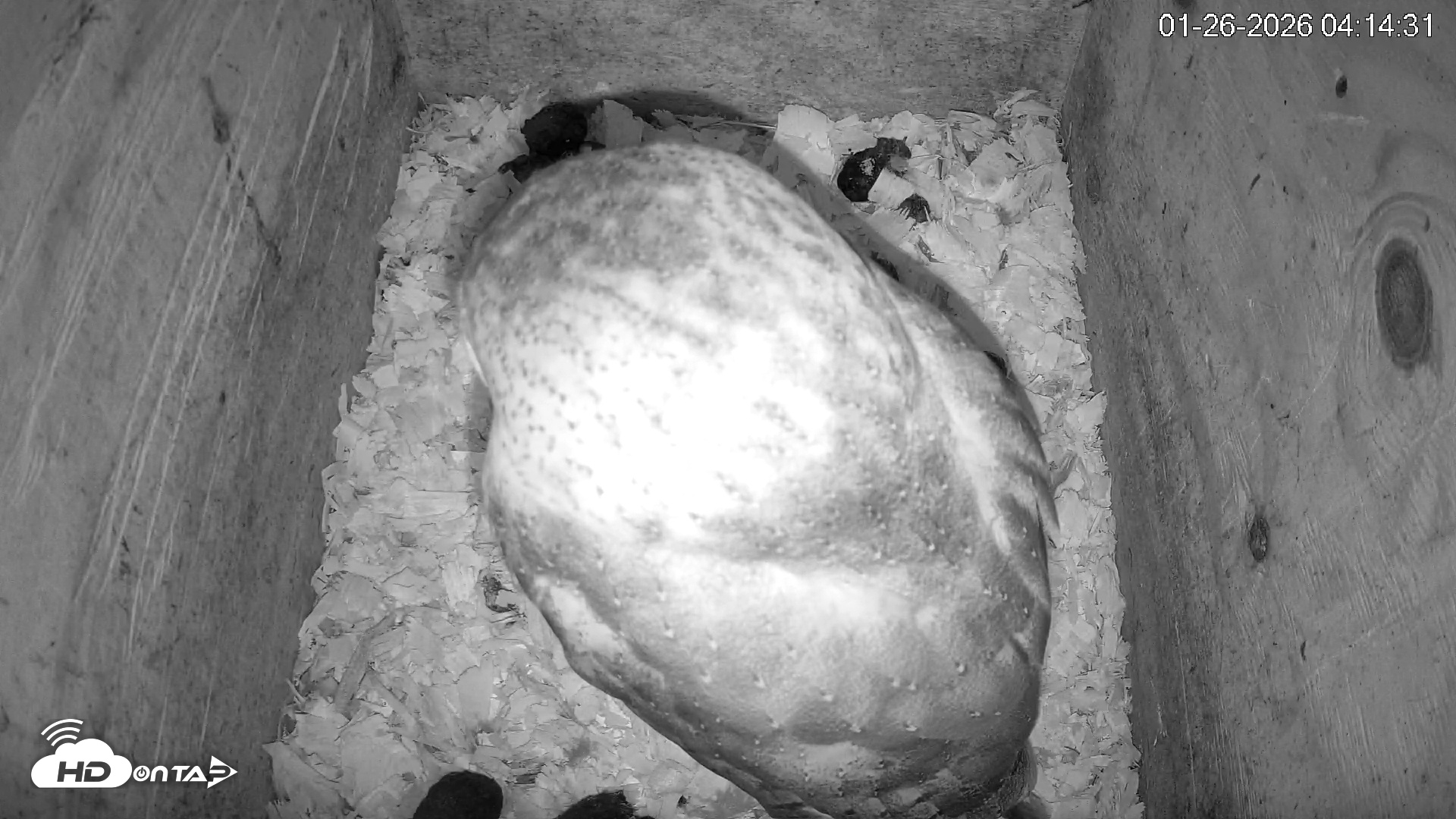 Snapshot of North Carolina Barn Owls Live Cam taken Jan 26, 2026, 4:15am EST