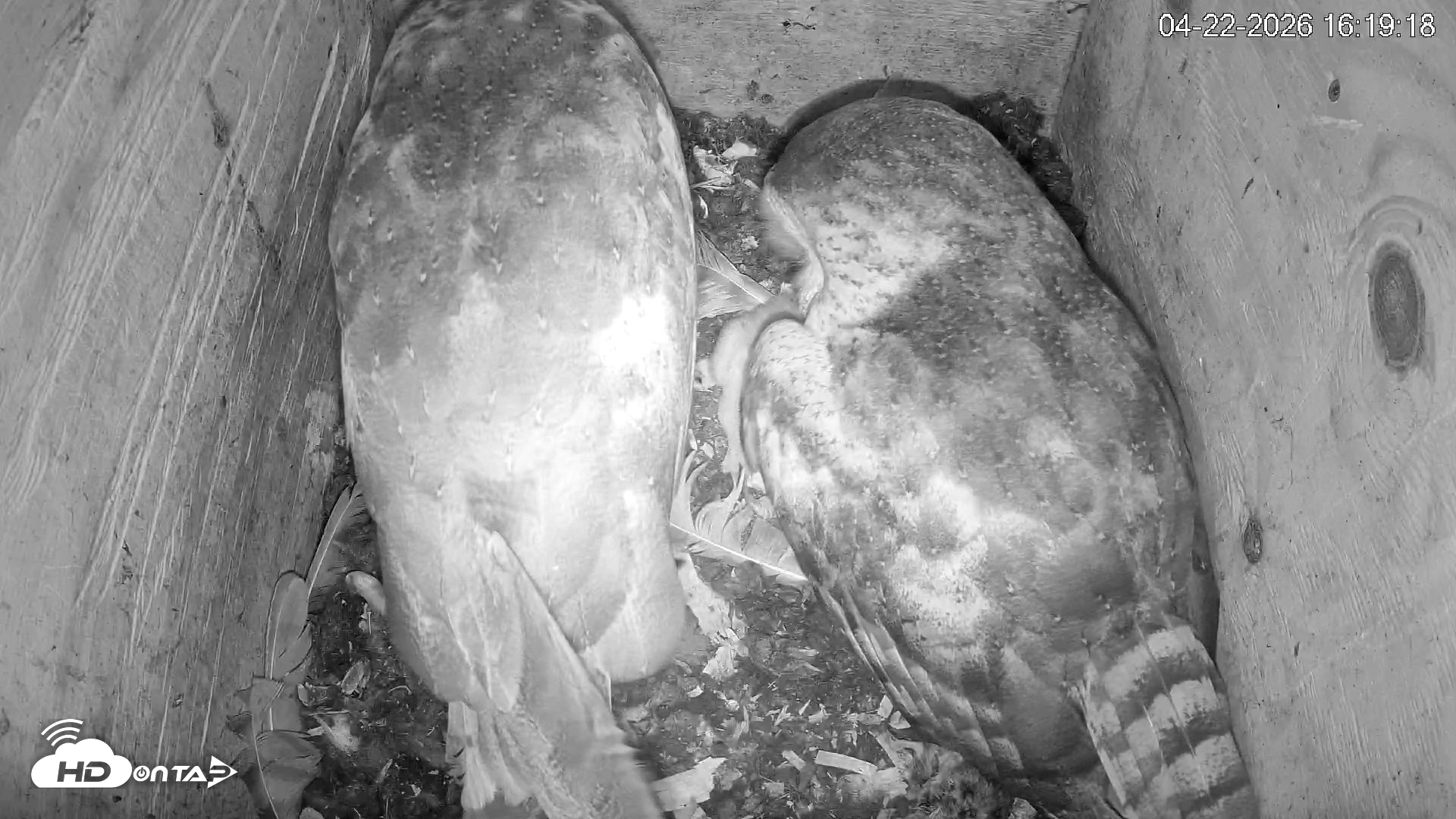 Snapshot of North Carolina Barn Owls Live Cam taken Apr 22, 2026, 4:19pm EDT