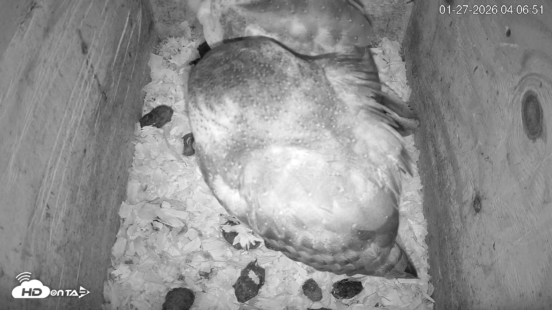 Snapshot of North Carolina Barn Owls Live Cam taken Jan 27, 2026, 4:07am EST