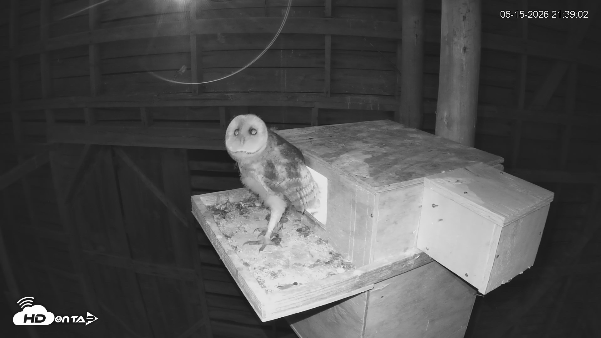 Snapshot of North Carolina Barn Owls Live Cam taken Jun 15, 2026, 9:40pm EDT