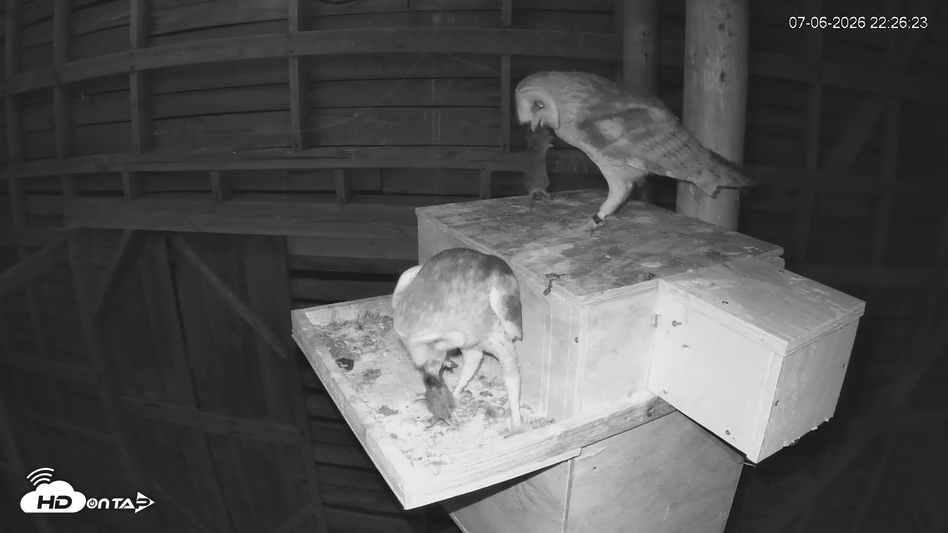 Snapshot of North Carolina Barn Owls Live Cam taken Jul 6, 2026, 10:27pm EDT