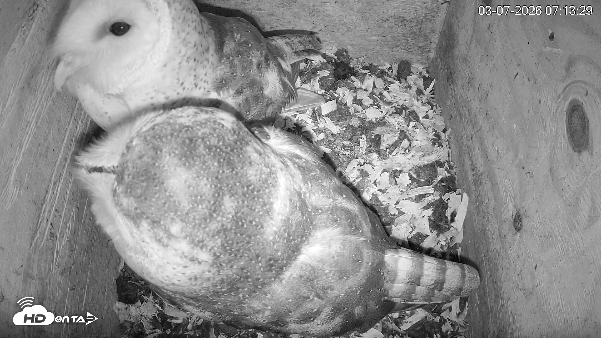 Snapshot of North Carolina Barn Owls Live Cam taken Mar 7, 2026, 7:14am EST