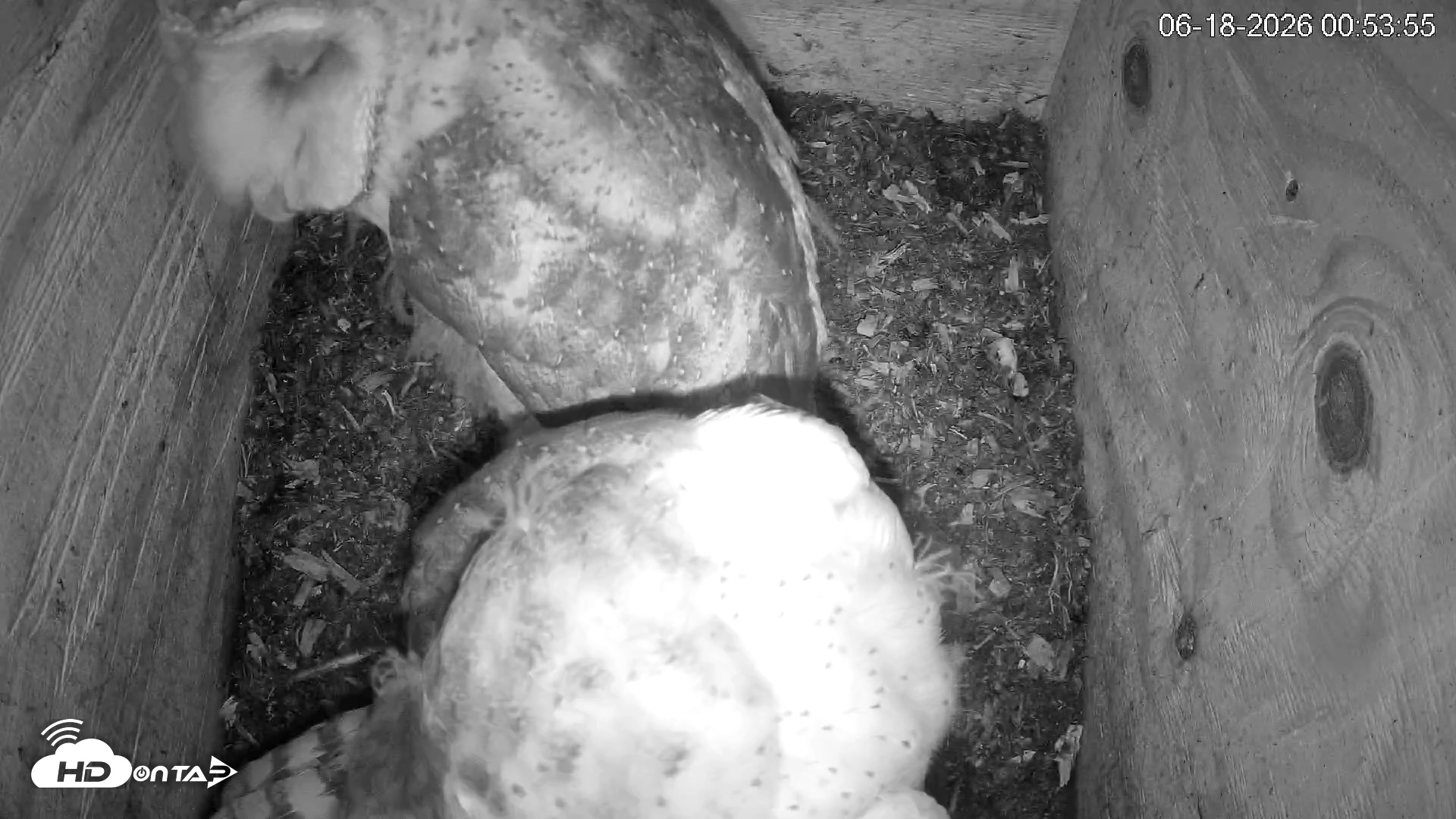 Snapshot of North Carolina Barn Owls Live Cam taken Jun 18, 2026, 12:54am EDT