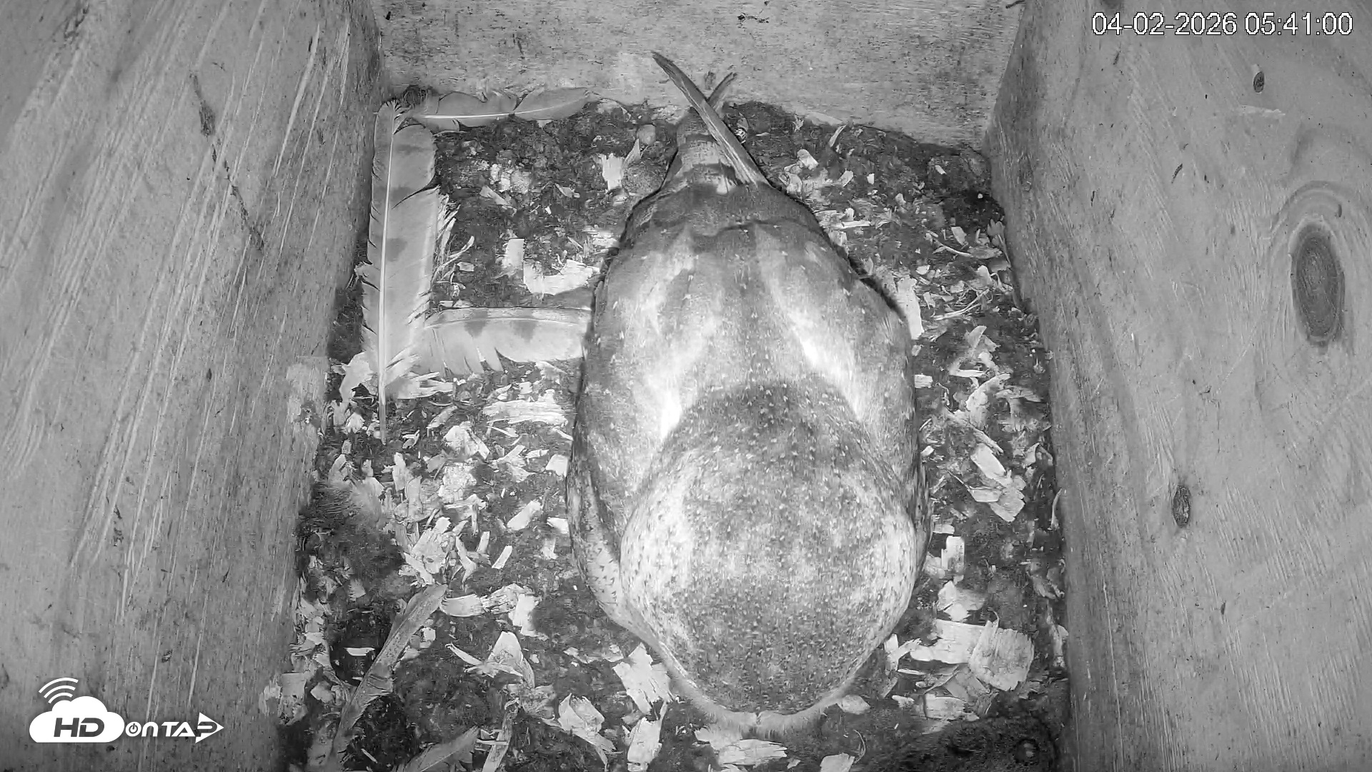 Snapshot of North Carolina Barn Owls Live Cam taken Apr 2, 2026, 5:42am EDT