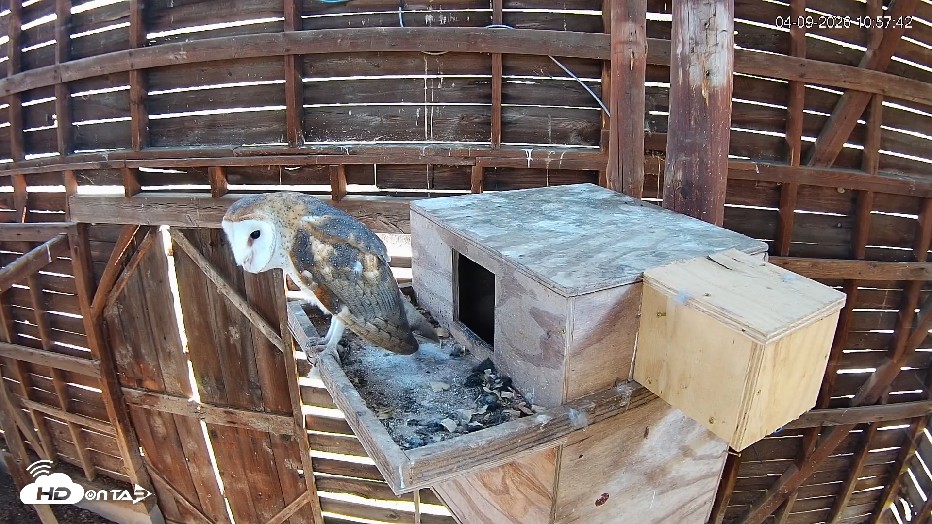 Snapshot of North Carolina Barn Owls Live Cam taken Apr 9, 2026, 10:58am EDT