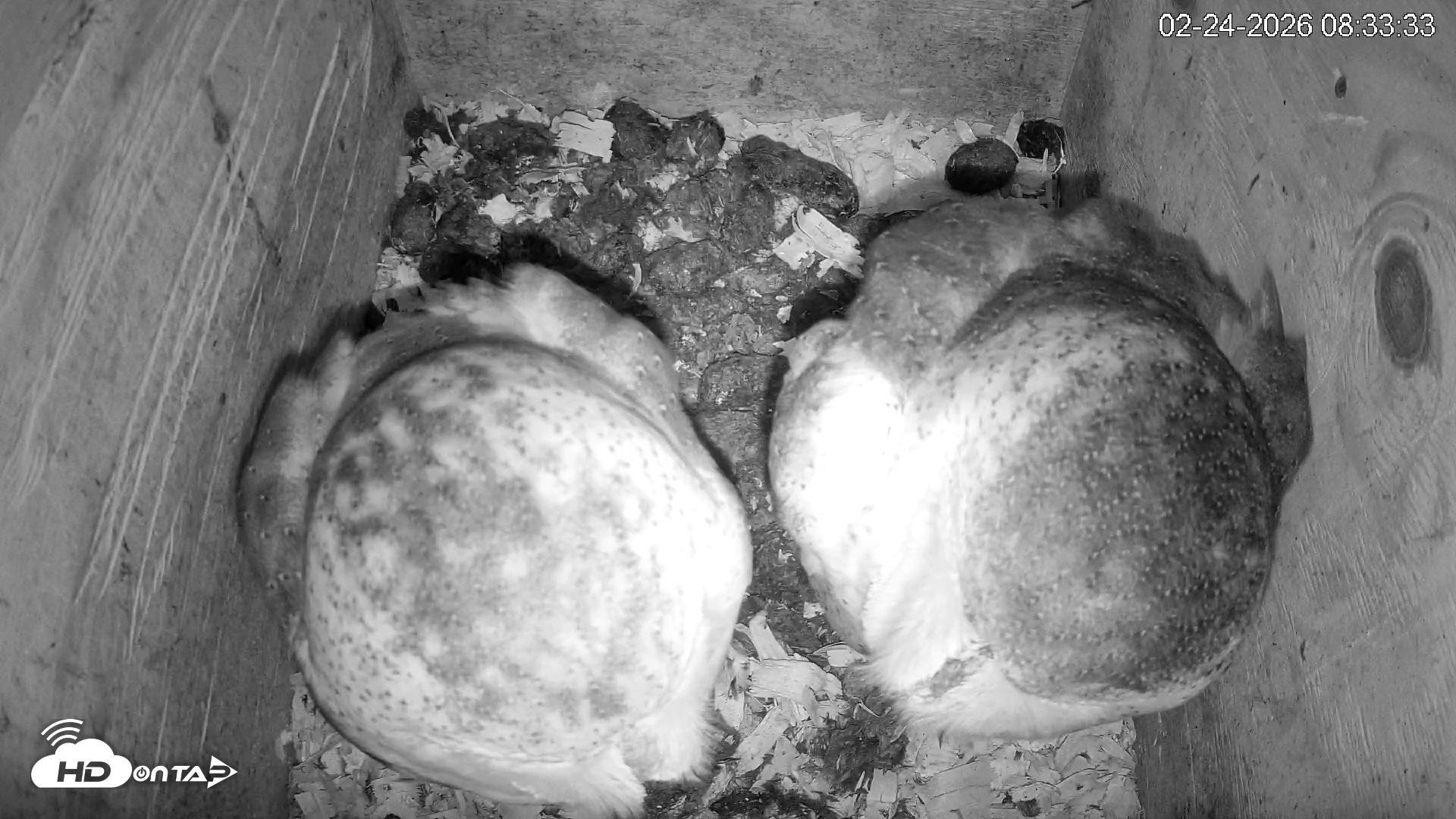 Snapshot of North Carolina Barn Owls Live Cam taken Feb 24, 2026, 8:34am EST