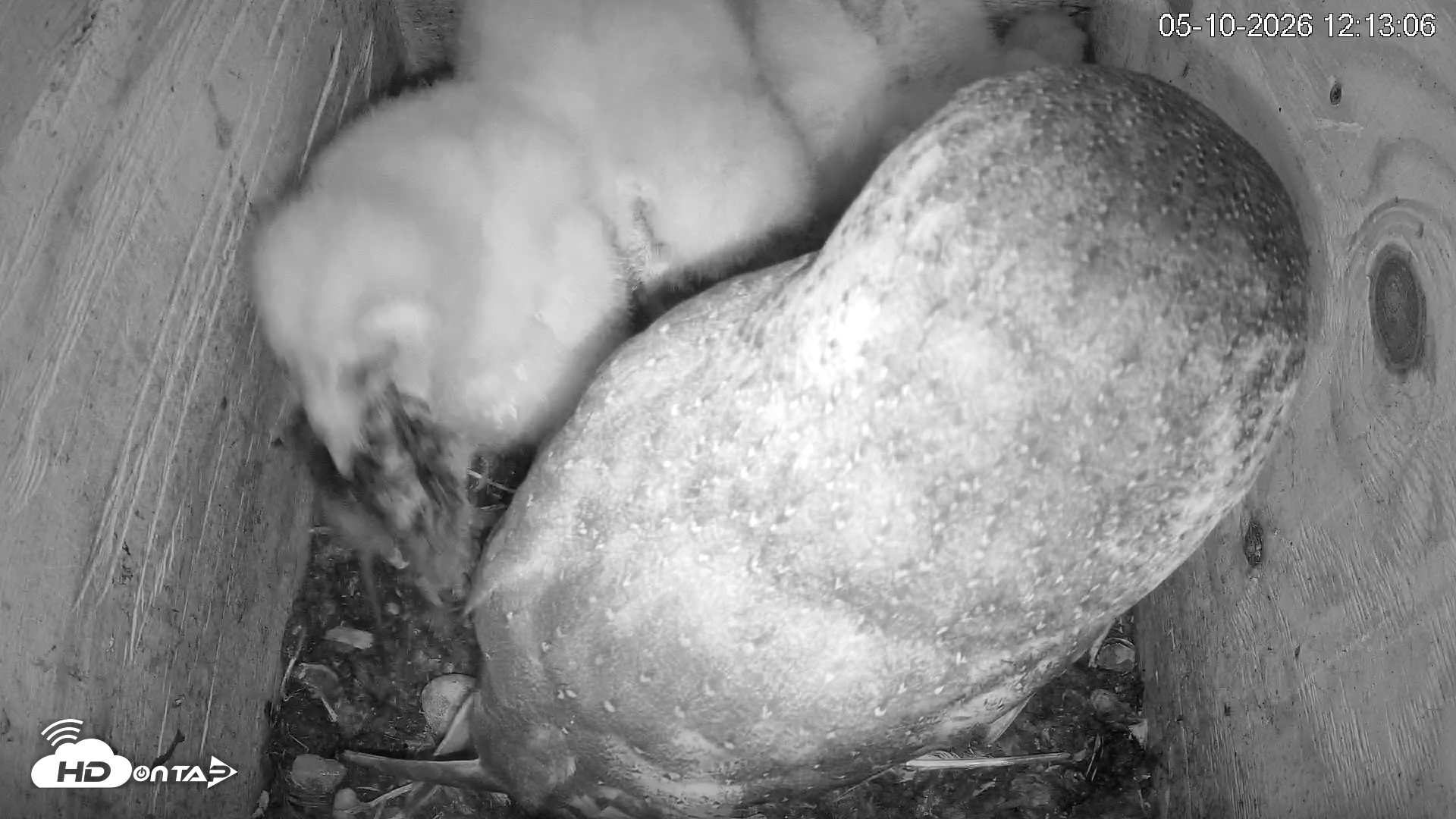 Snapshot of North Carolina Barn Owls Live Cam taken May 10, 2026, 12:14pm EDT