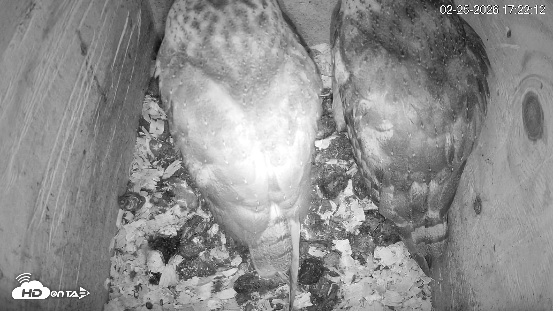 Snapshot of North Carolina Barn Owls Live Cam taken Feb 25, 2026, 5:22pm EST