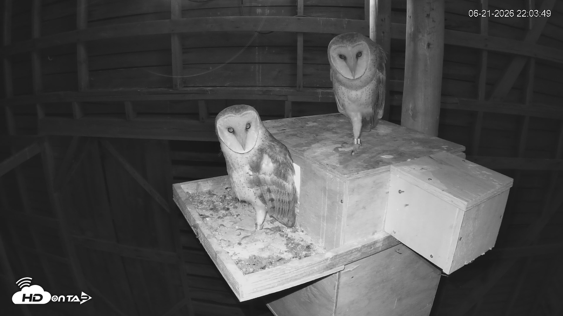 Snapshot of North Carolina Barn Owls Live Cam taken Jun 21, 2026, 10:04pm EDT