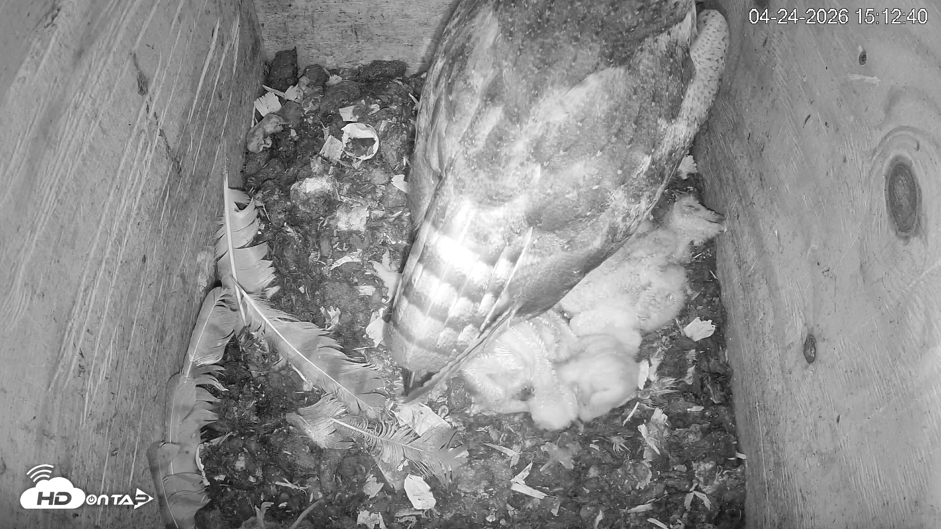 Snapshot of North Carolina Barn Owls Live Cam taken Apr 24, 2026, 3:13pm EDT