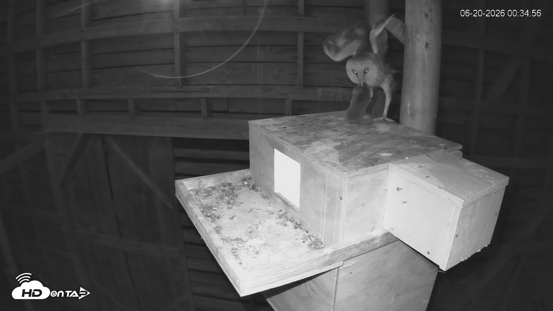 Snapshot of North Carolina Barn Owls Live Cam taken Jun 20, 2026, 12:35am EDT