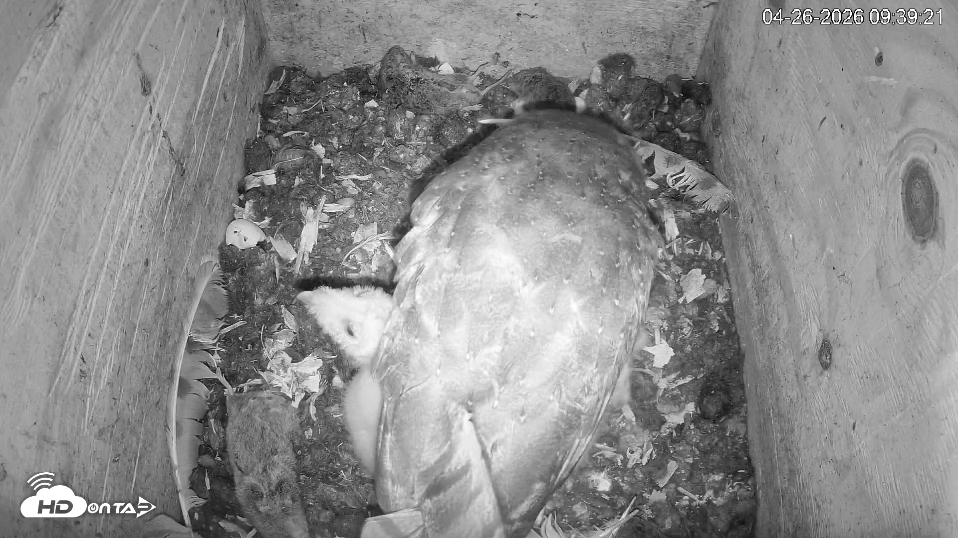 Snapshot of North Carolina Barn Owls Live Cam taken Apr 26, 2026, 9:39am EDT