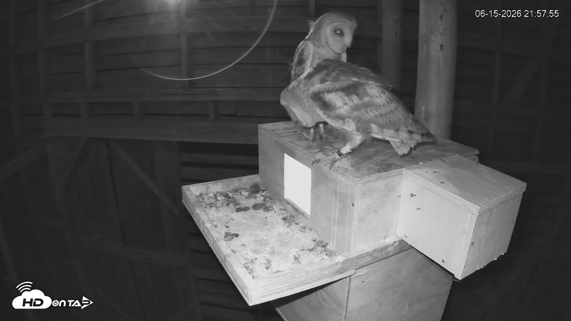 Snapshot of North Carolina Barn Owls Live Cam taken Jun 15, 2026, 9:58pm EDT