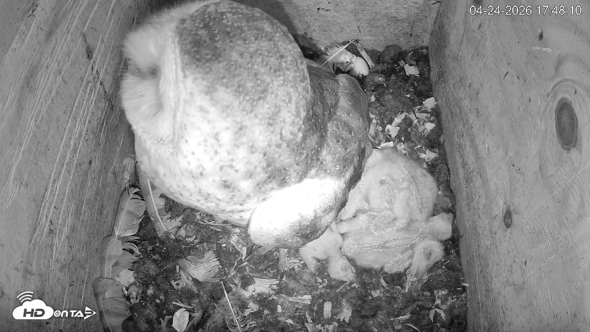 Snapshot of North Carolina Barn Owls Live Cam taken Apr 24, 2026, 5:48pm EDT