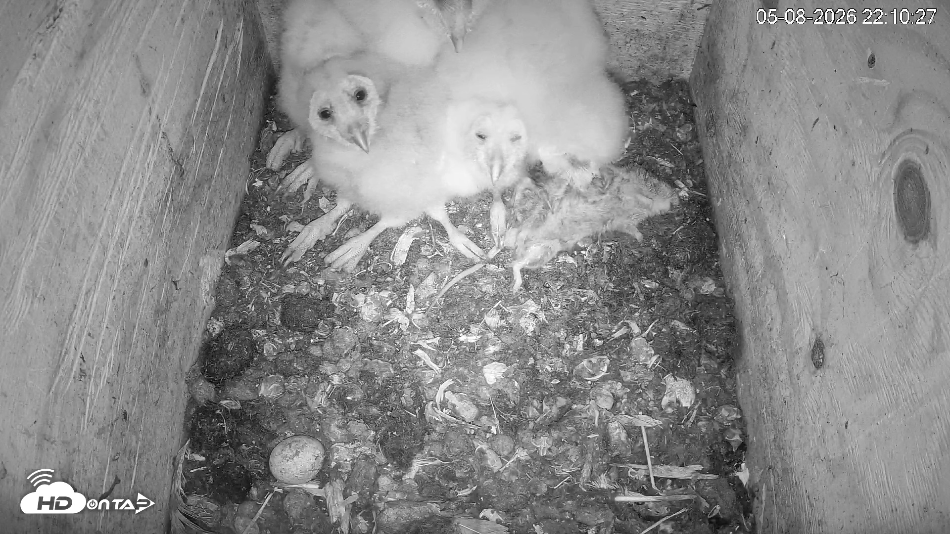 Snapshot of North Carolina Barn Owls Live Cam taken May 8, 2026, 10:11pm EDT