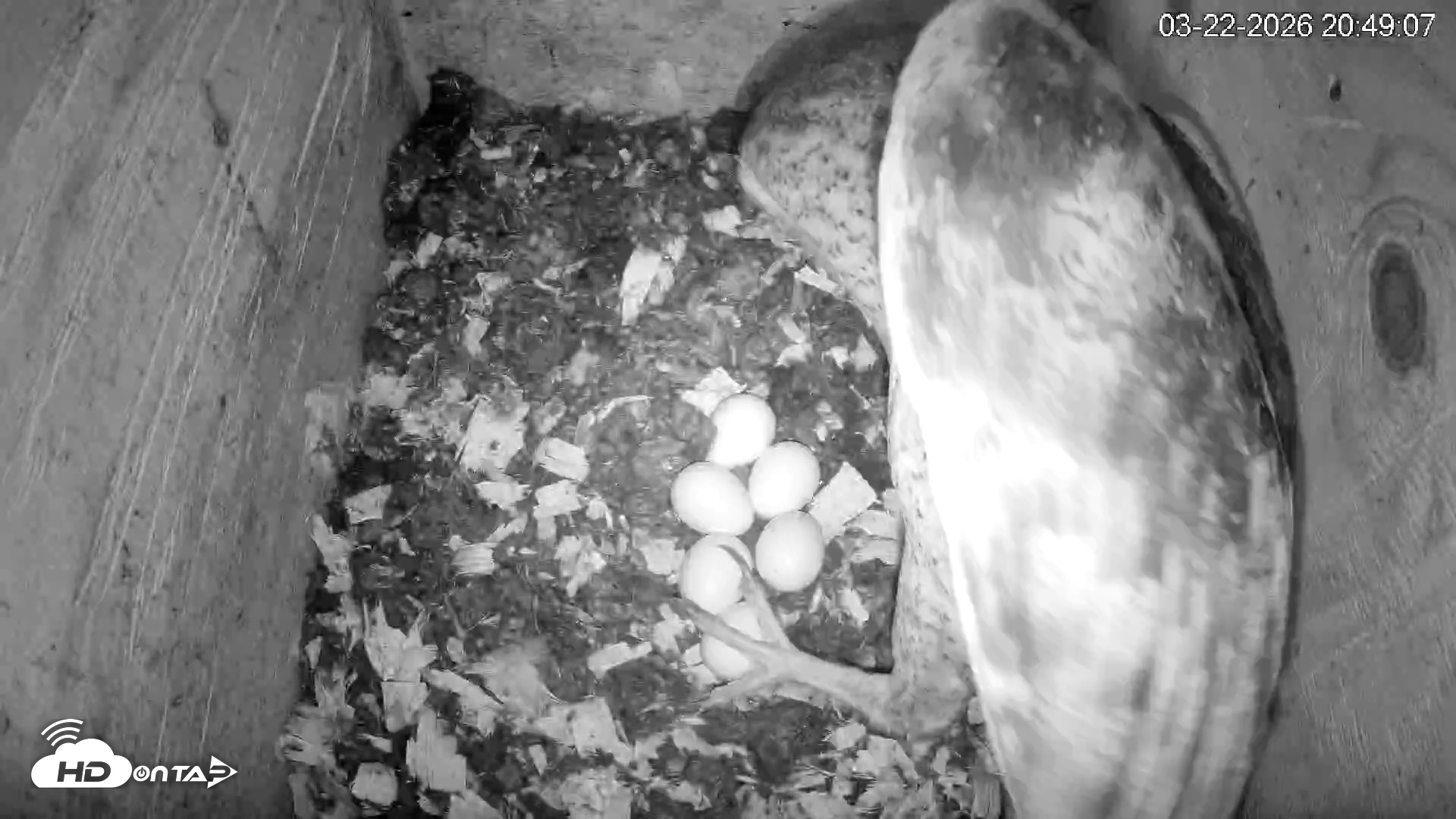 Snapshot of North Carolina Barn Owls Live Cam taken Mar 22, 2026, 8:49pm EDT