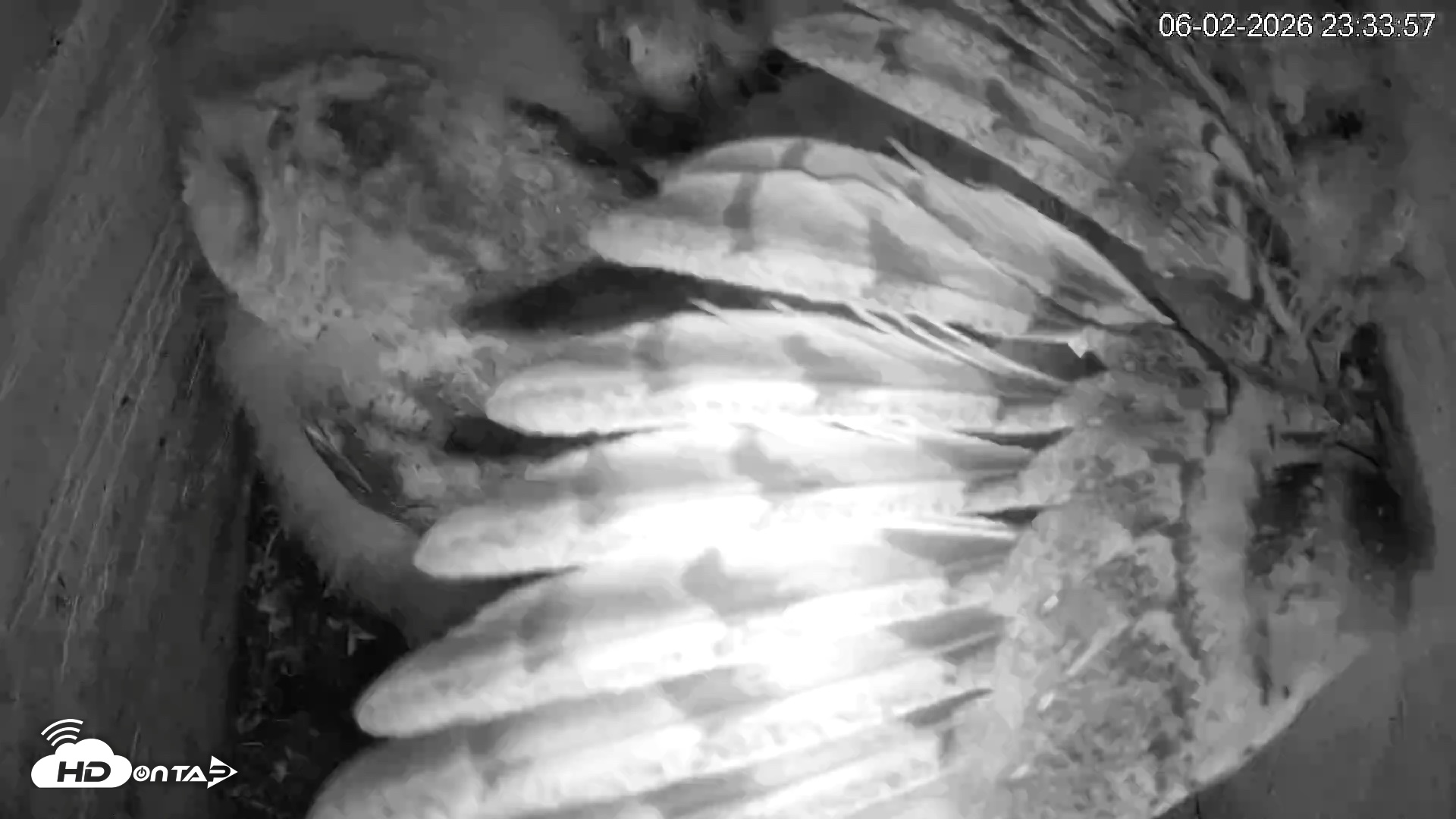Snapshot of North Carolina Barn Owls Live Cam taken Jun 2, 2026, 11:34pm EDT