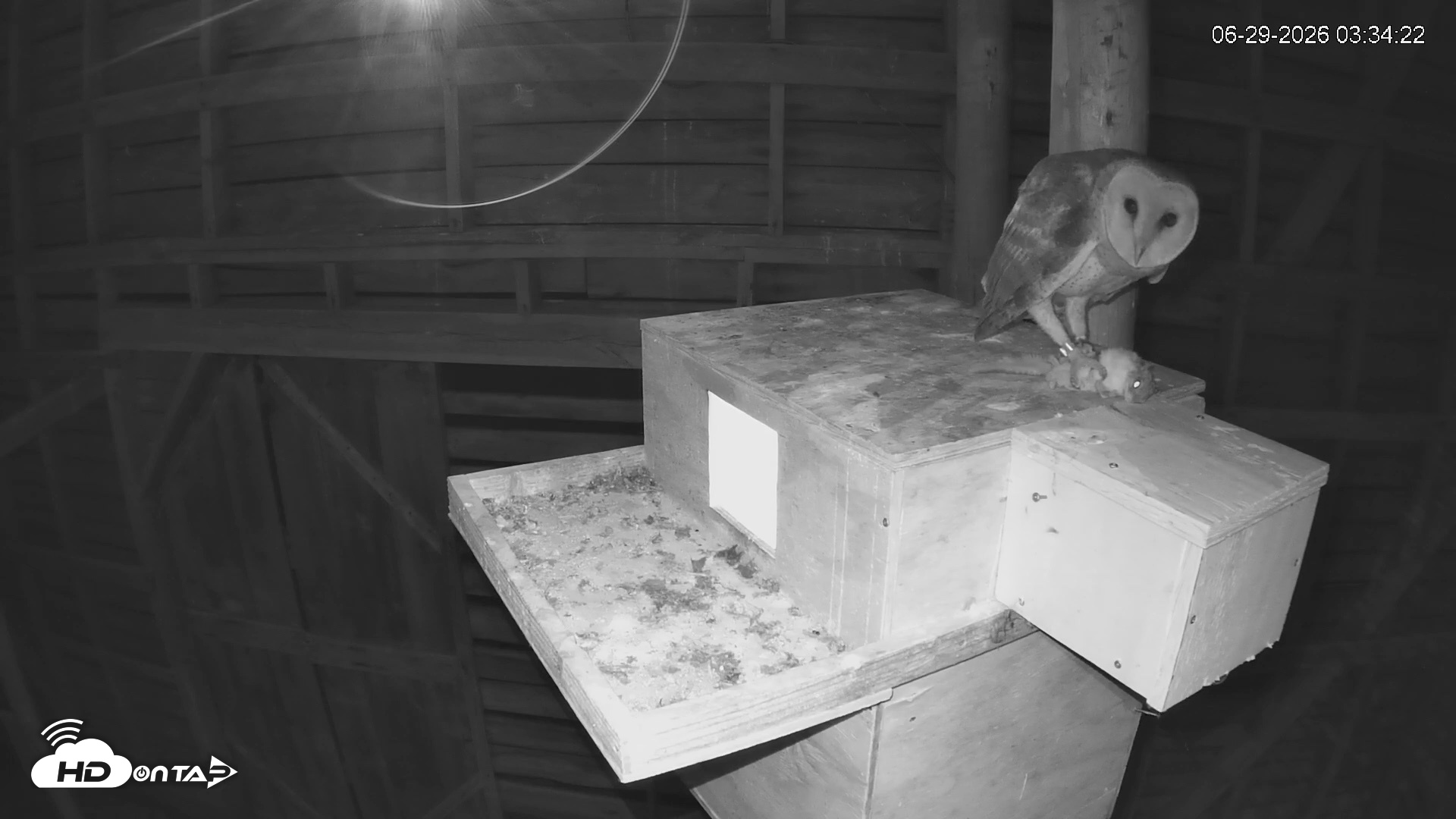 Snapshot of North Carolina Barn Owls Live Cam taken Jun 29, 2026, 3:35am EDT