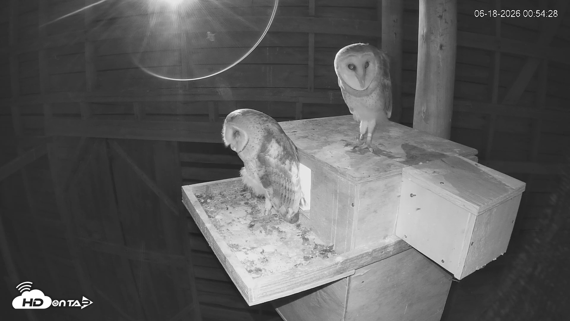 Snapshot of North Carolina Barn Owls Live Cam taken Jun 18, 2026, 12:55am EDT