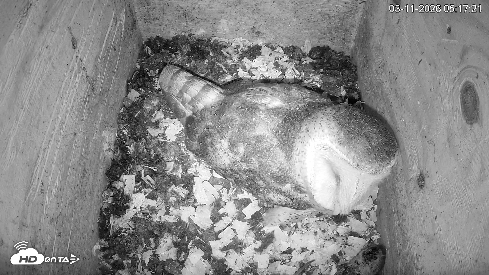 Snapshot of North Carolina Barn Owls Live Cam taken Mar 11, 2026, 5:18am EDT