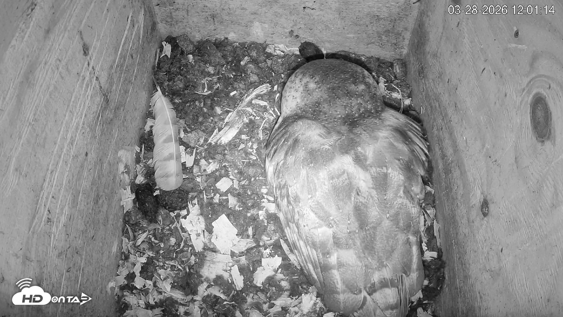 Snapshot of North Carolina Barn Owls Live Cam taken Mar 28, 2026, 12:01pm EDT