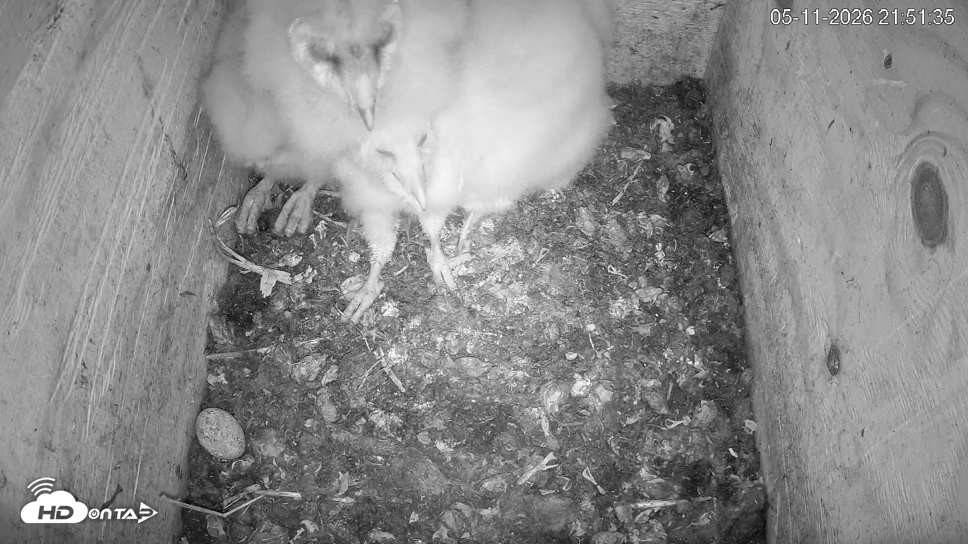 Snapshot of North Carolina Barn Owls Live Cam taken May 11, 2026, 9:56pm EDT