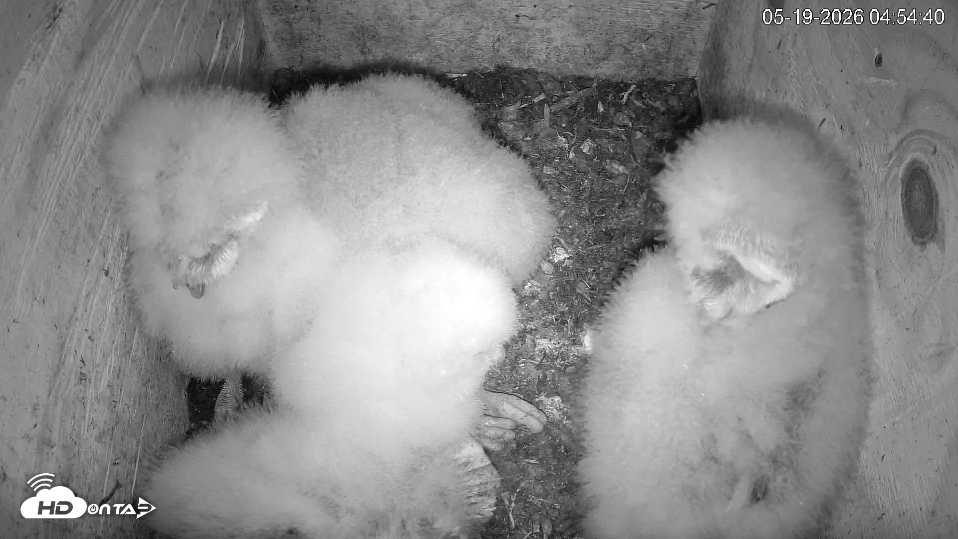 Snapshot of North Carolina Barn Owls Live Cam taken May 19, 2026, 4:55am EDT