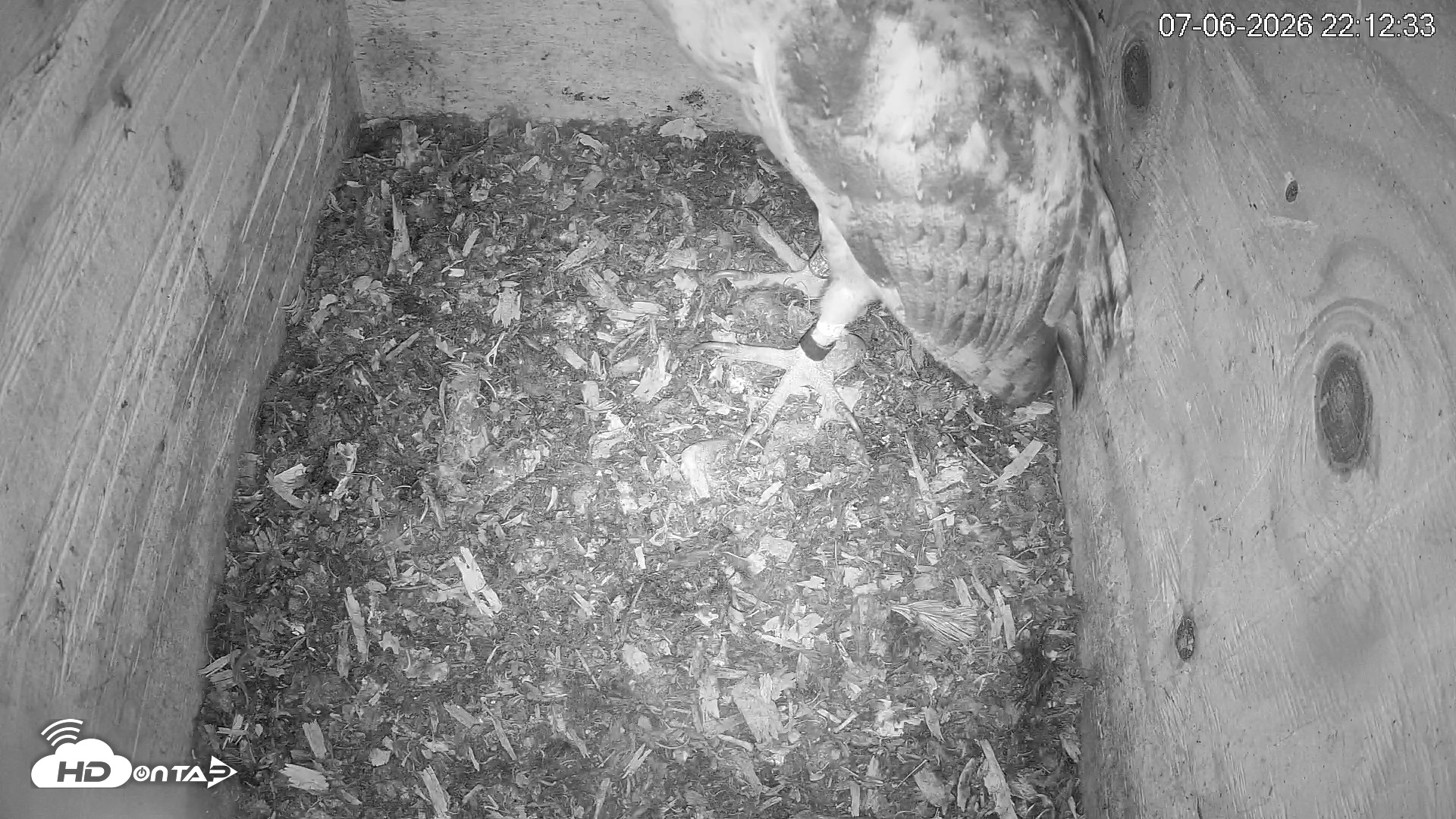 Snapshot of North Carolina Barn Owls Live Cam taken Jul 6, 2026, 10:13pm EDT