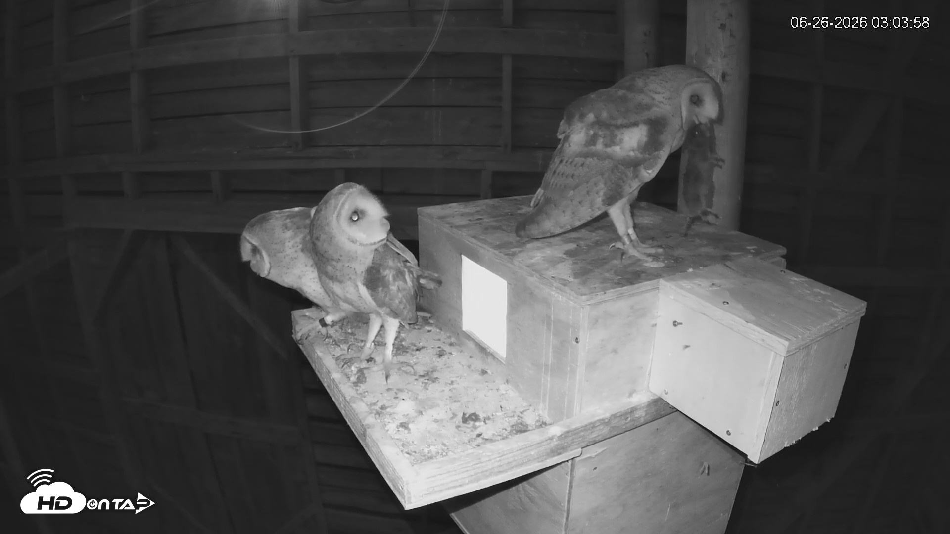 Snapshot of North Carolina Barn Owls Live Cam taken Jun 26, 2026, 3:10am EDT
