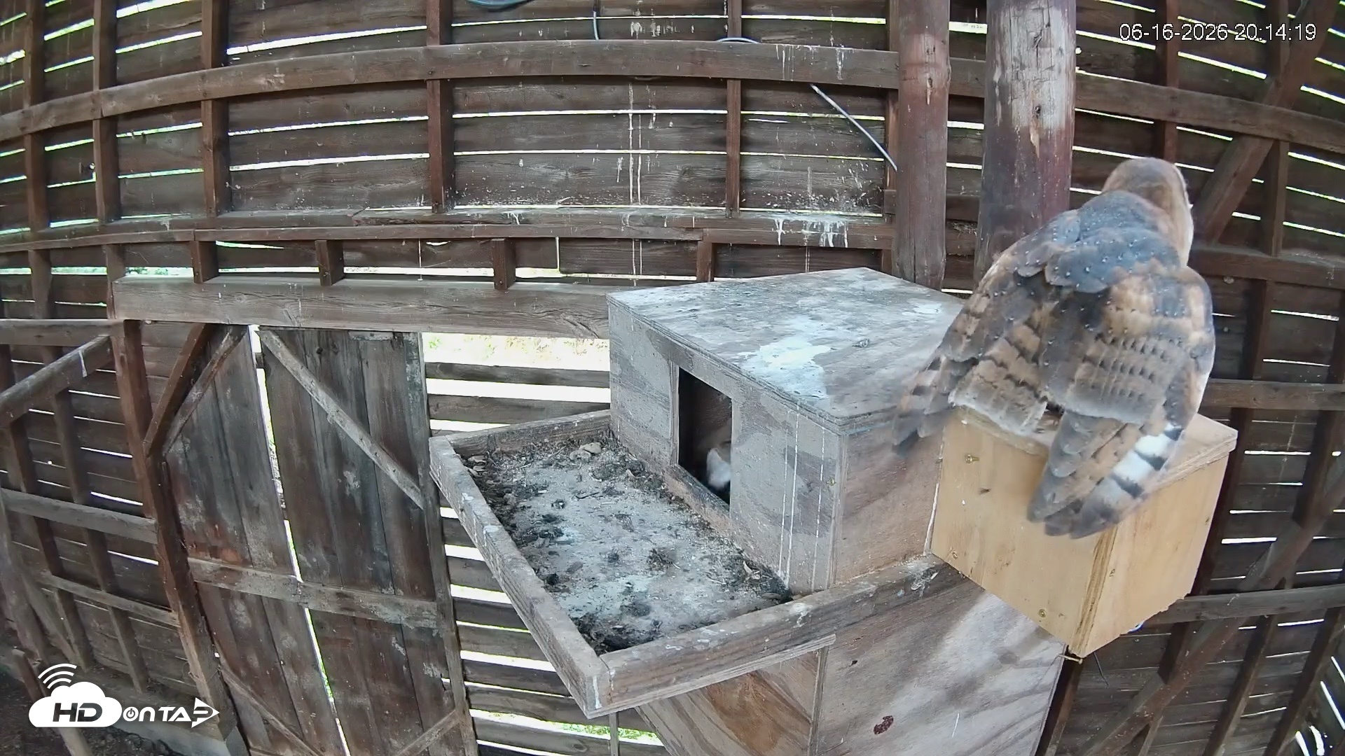 Snapshot of North Carolina Barn Owls Live Cam taken Jun 16, 2026, 8:15pm EDT