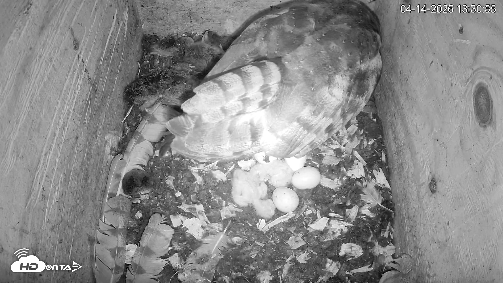 Snapshot of North Carolina Barn Owls Live Cam taken Apr 14, 2026, 1:31pm EDT