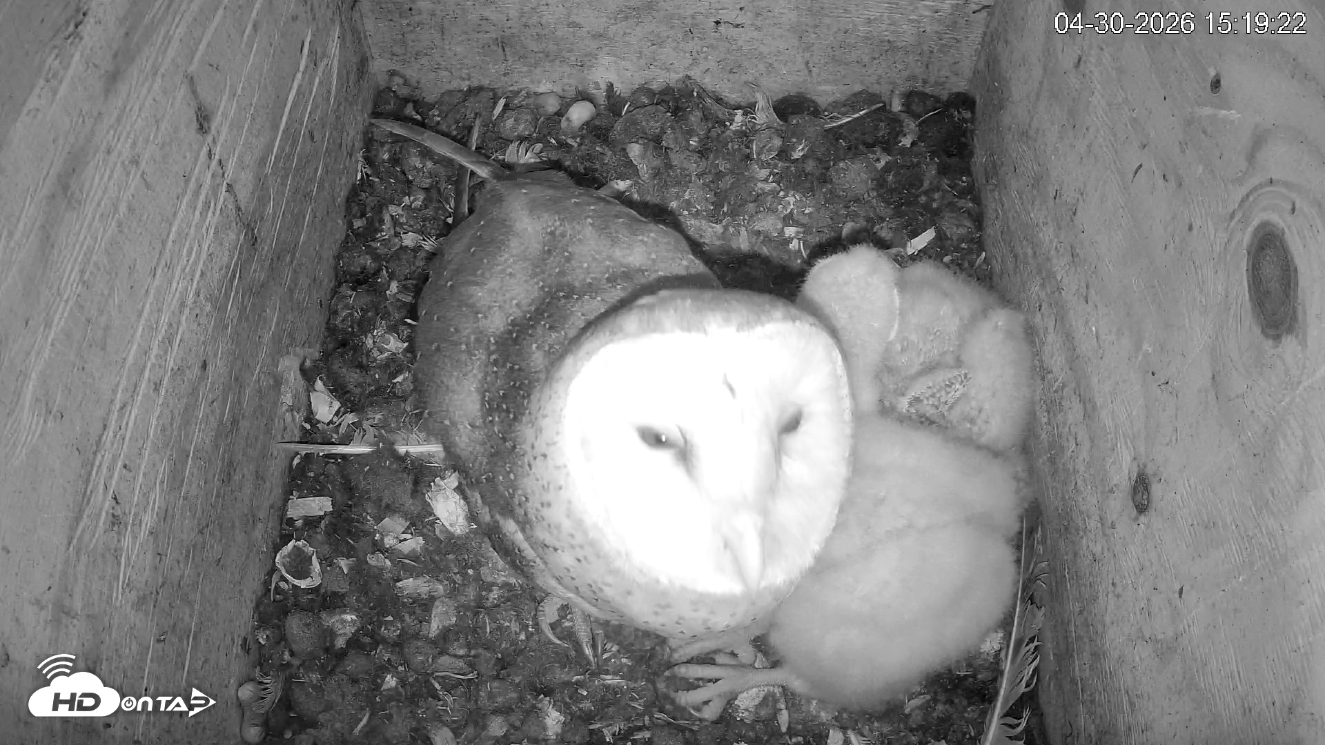 Snapshot of North Carolina Barn Owls Live Cam taken Apr 30, 2026, 3:20pm EDT