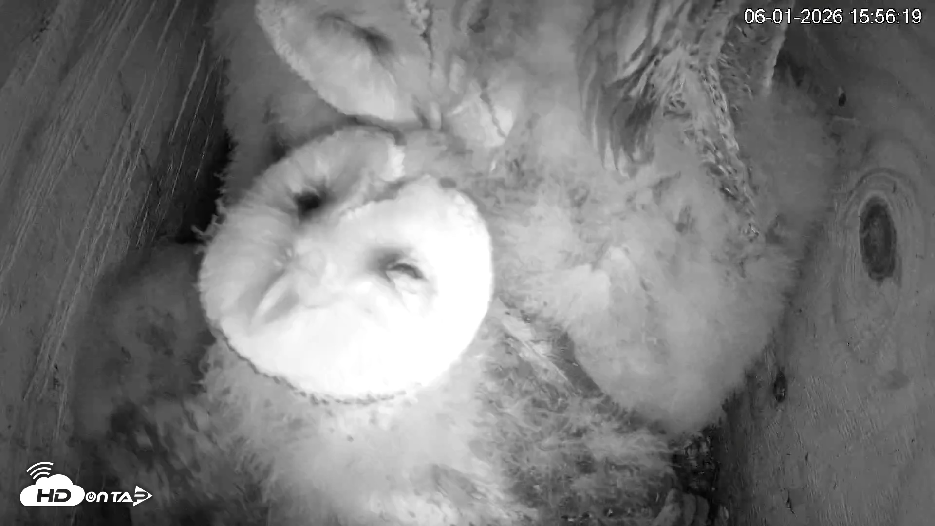 Snapshot of North Carolina Barn Owls Live Cam taken Jun 1, 2026, 3:57pm EDT