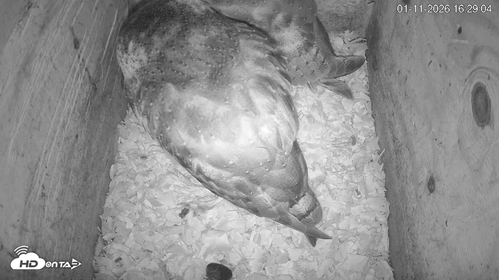 Snapshot of North Carolina Barn Owls Live Cam taken Jan 11, 2026, 4:29pm EST