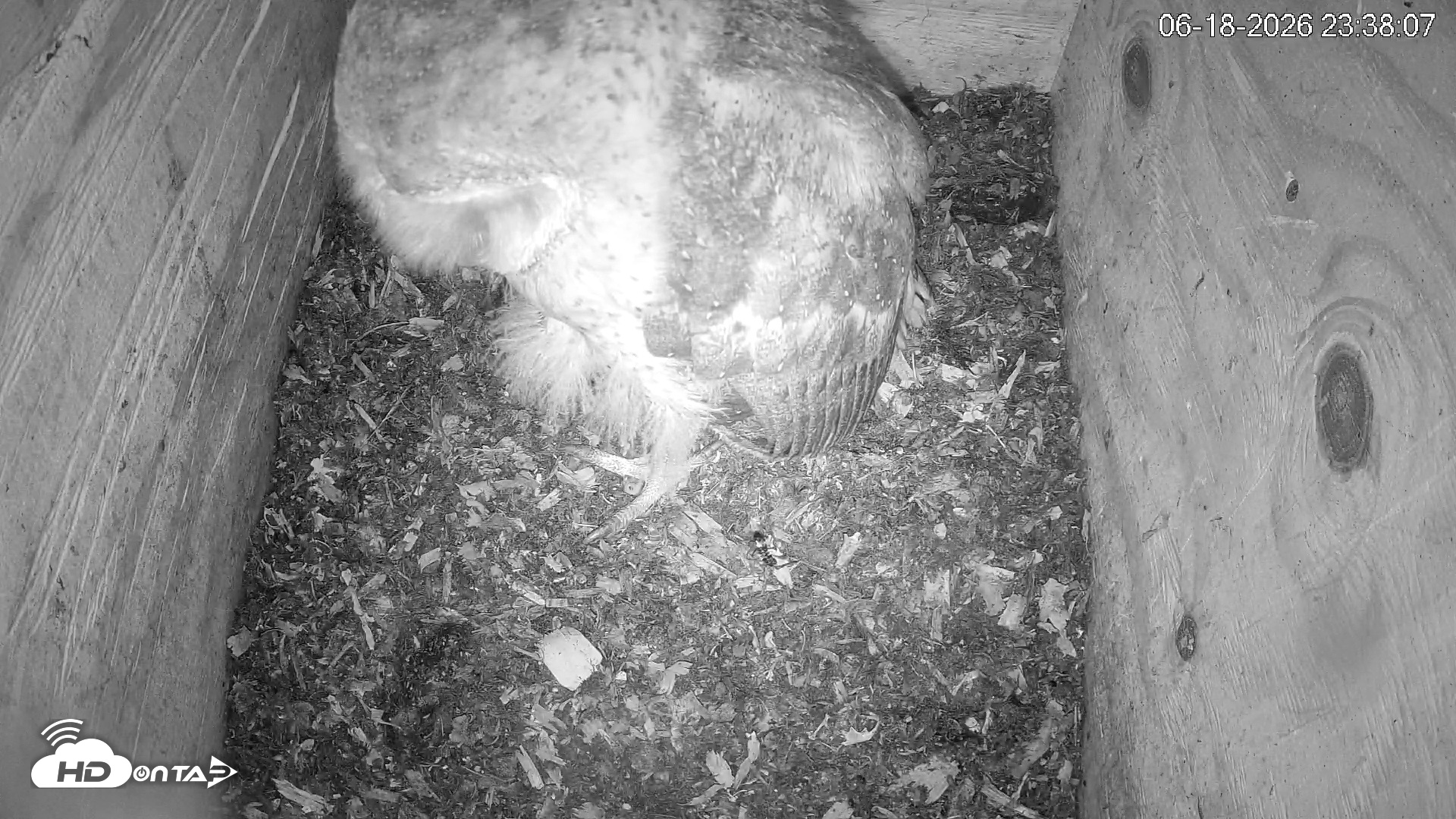 Snapshot of North Carolina Barn Owls Live Cam taken Jun 18, 2026, 11:38pm EDT