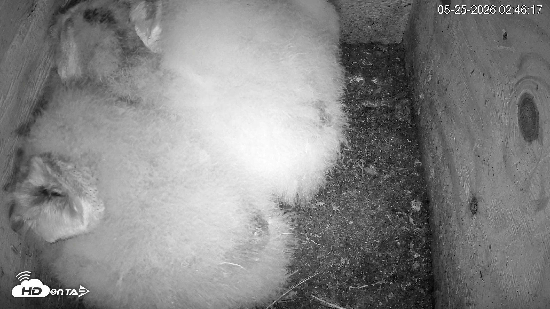Snapshot of North Carolina Barn Owls Live Cam taken May 25, 2026, 2:47am EDT