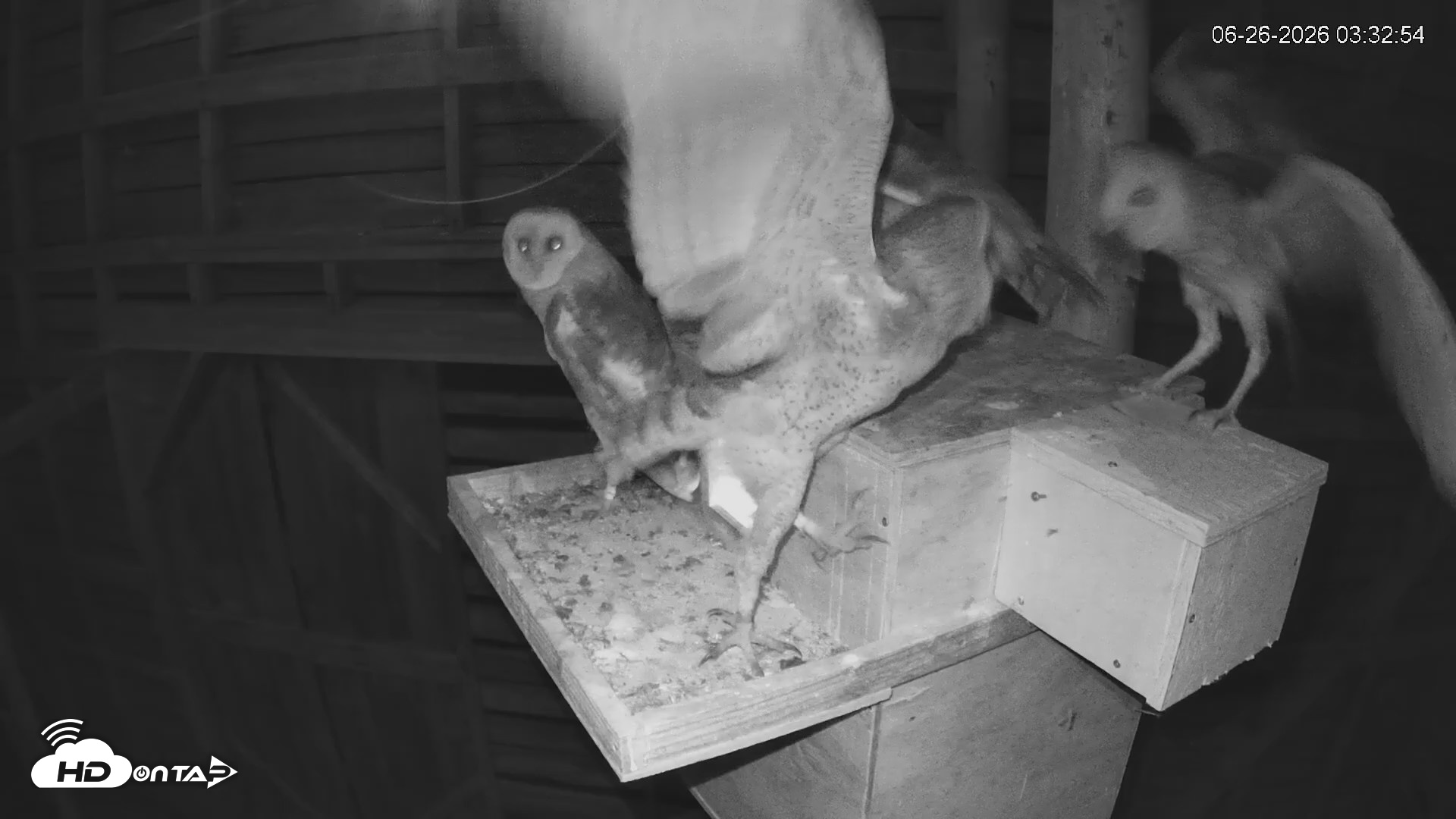 Snapshot of North Carolina Barn Owls Live Cam taken Jun 26, 2026, 3:34am EDT