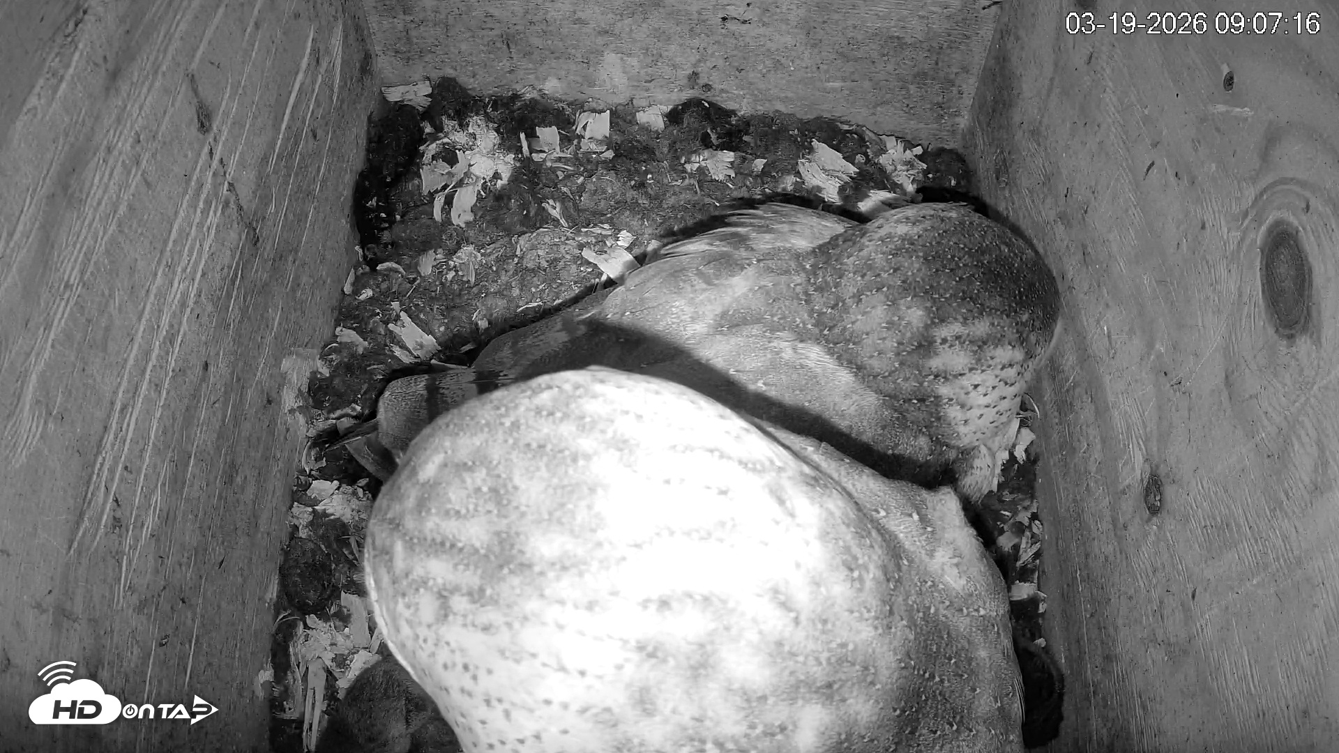 Snapshot of North Carolina Barn Owls Live Cam taken Mar 19, 2026, 9:07am EDT