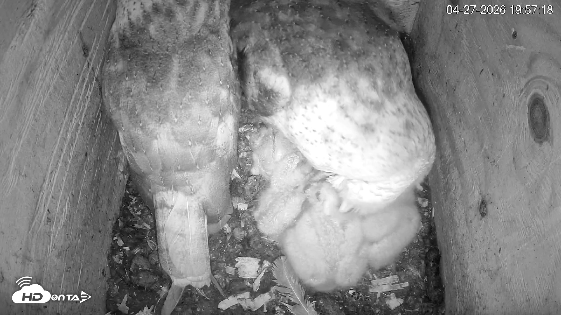 Snapshot of North Carolina Barn Owls Live Cam taken Apr 27, 2026, 7:58pm EDT