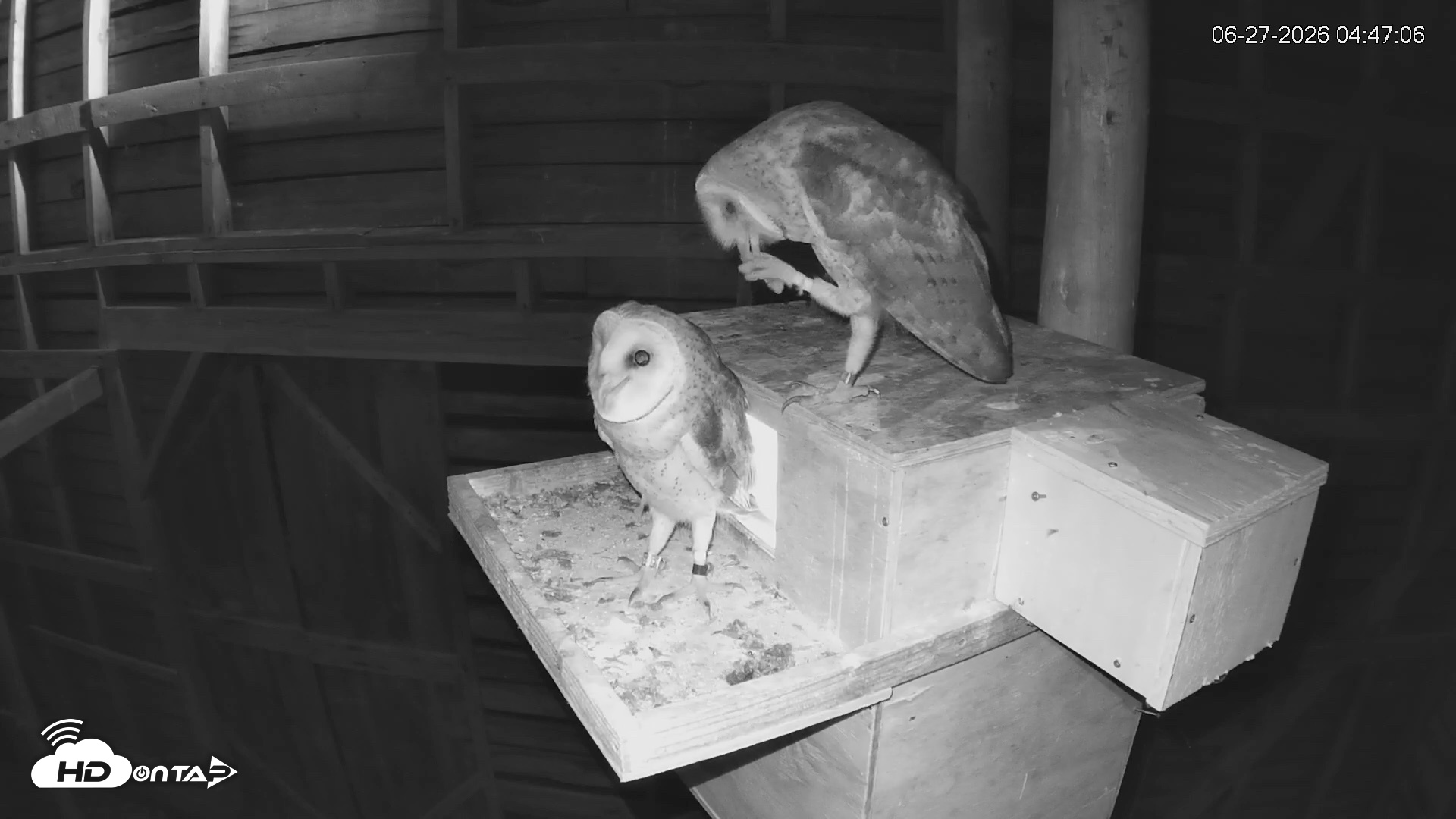 Snapshot of North Carolina Barn Owls Live Cam taken Jun 27, 2026, 4:47am EDT