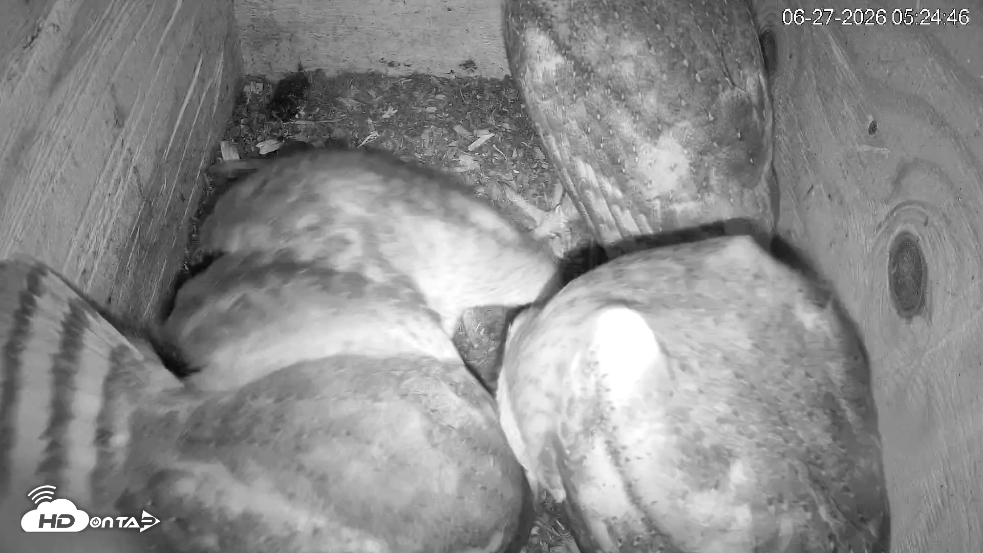 Snapshot of North Carolina Barn Owls Live Cam taken Jun 27, 2026, 5:25am EDT