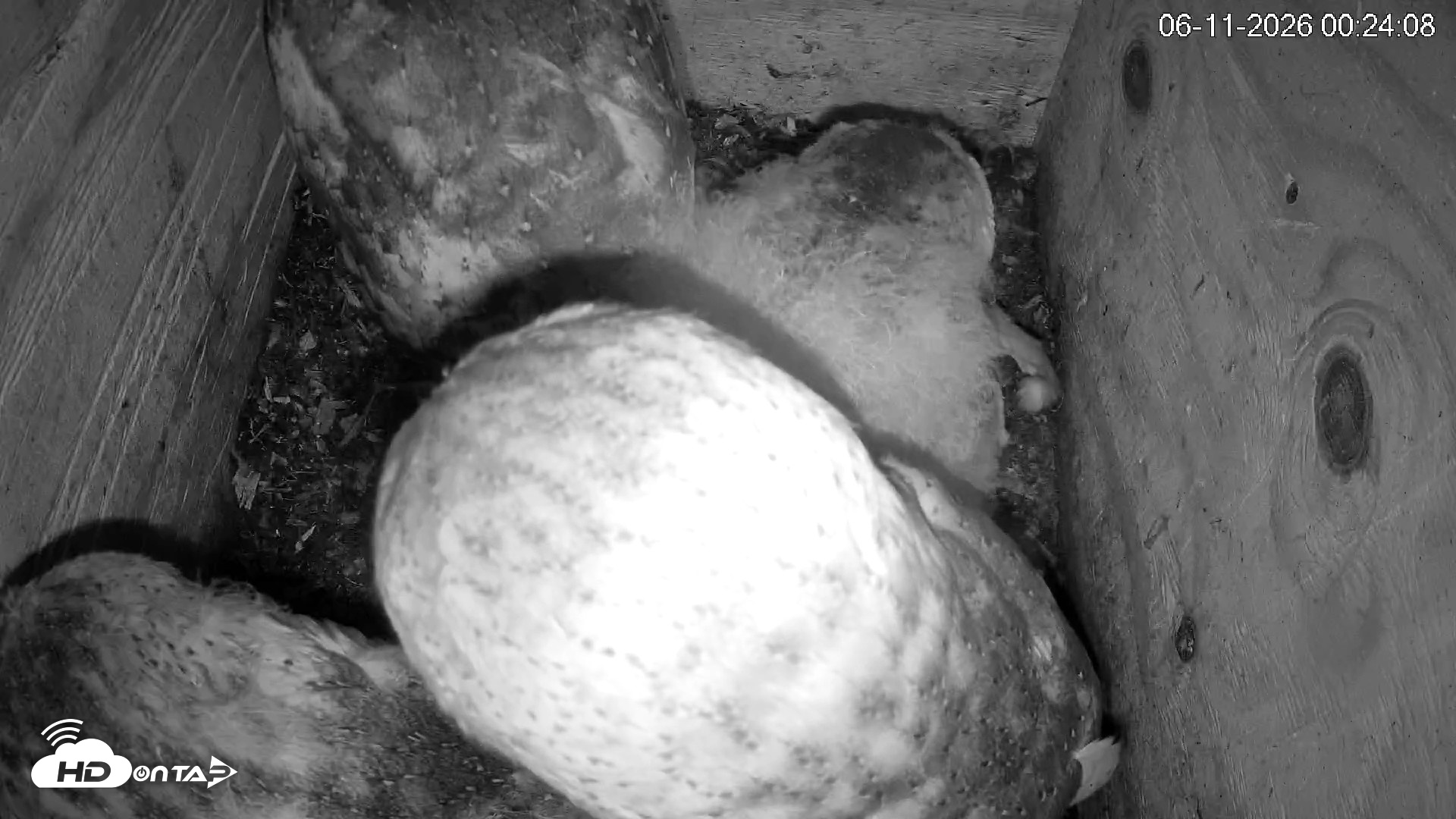 Snapshot of North Carolina Barn Owls Live Cam taken Jun 11, 2026, 12:25am EDT