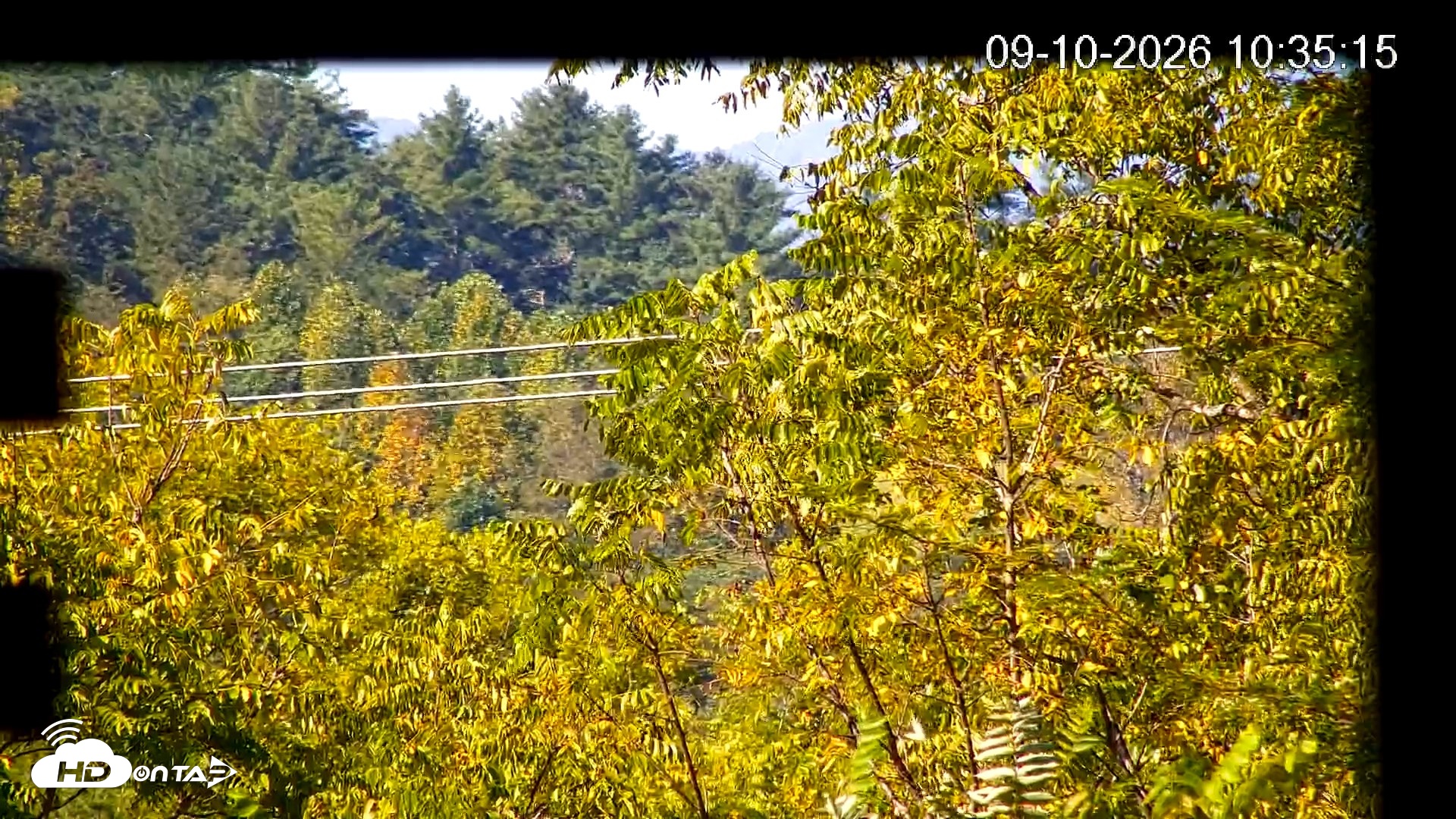 Snapshot of North Carolina Barn Owls Live Cam taken Sep 10, 2026, 10:36am EDT