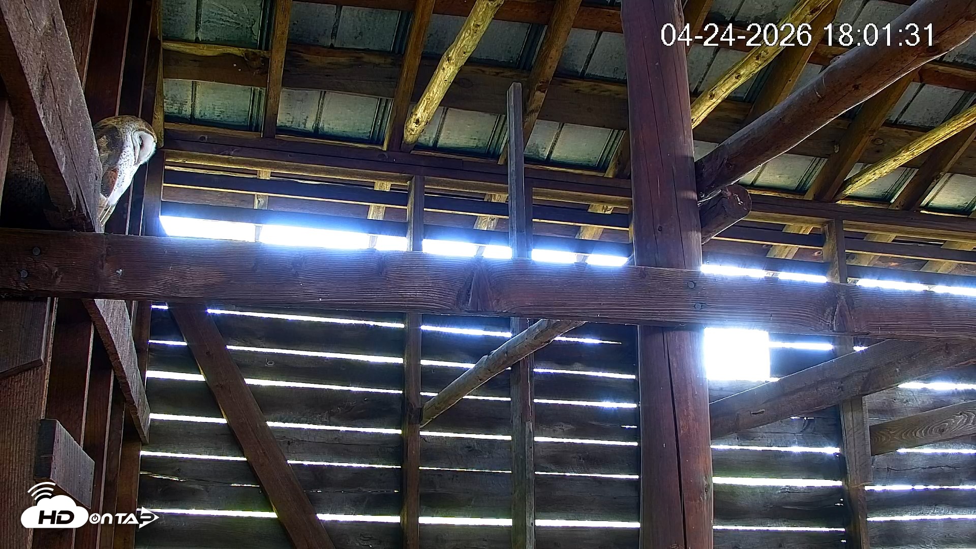 Snapshot of North Carolina Barn Owls Live Cam taken Apr 24, 2026, 6:03pm EDT