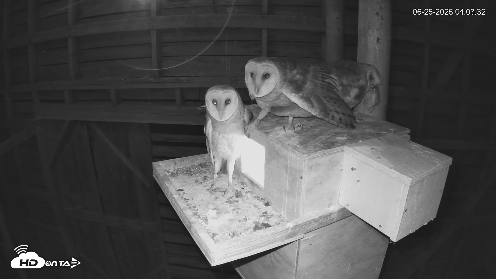 Snapshot of North Carolina Barn Owls Live Cam taken Jun 26, 2026, 4:06am EDT