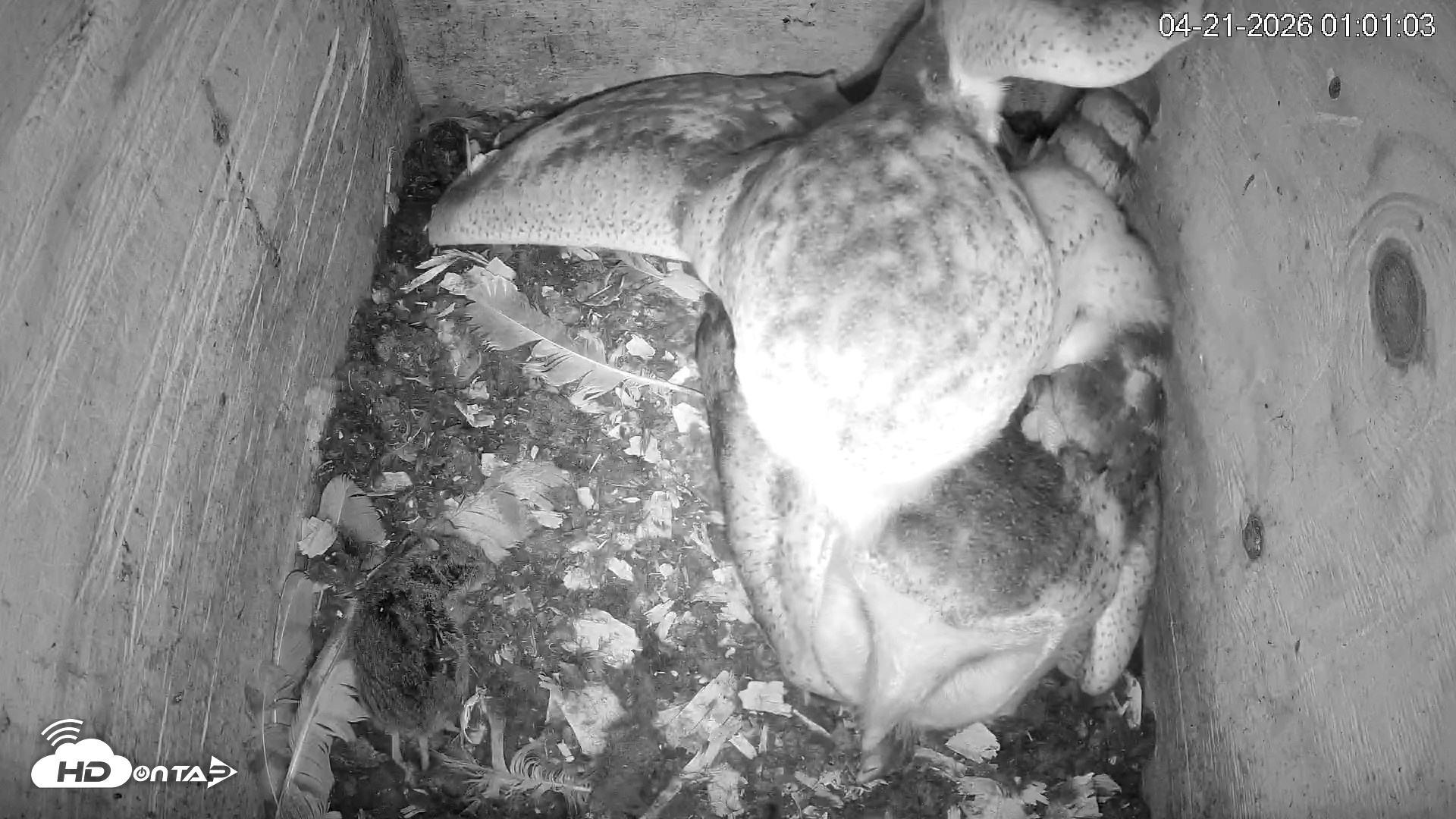 Snapshot of North Carolina Barn Owls Live Cam taken Apr 21, 2026, 1:02am EDT