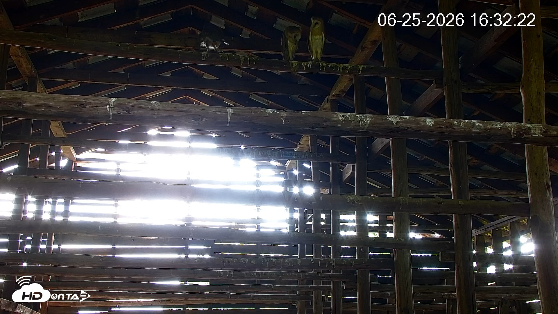 Snapshot of North Carolina Barn Owls Live Cam taken Jun 25, 2026, 4:33pm EDT