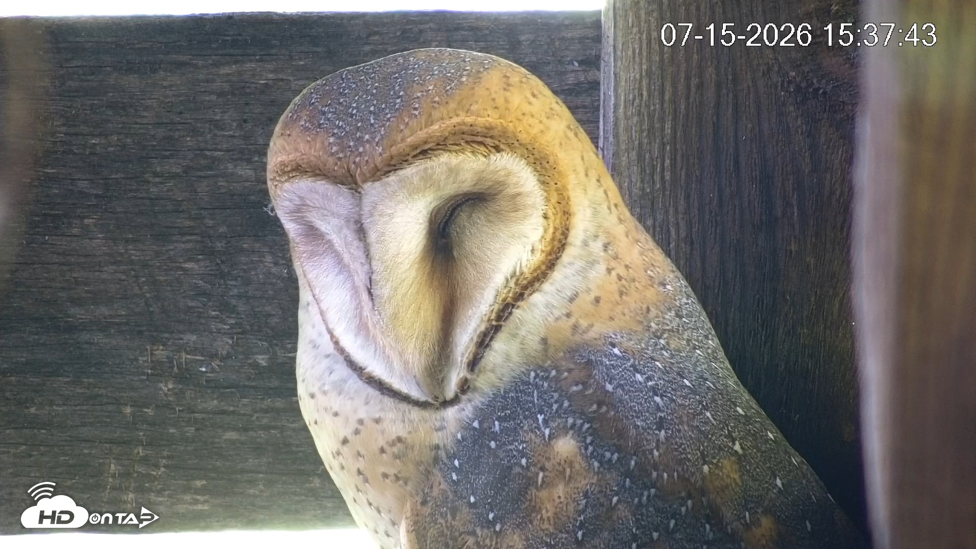 Snapshot of North Carolina Barn Owls Live Cam taken Jul 15, 2026, 3:38pm EDT