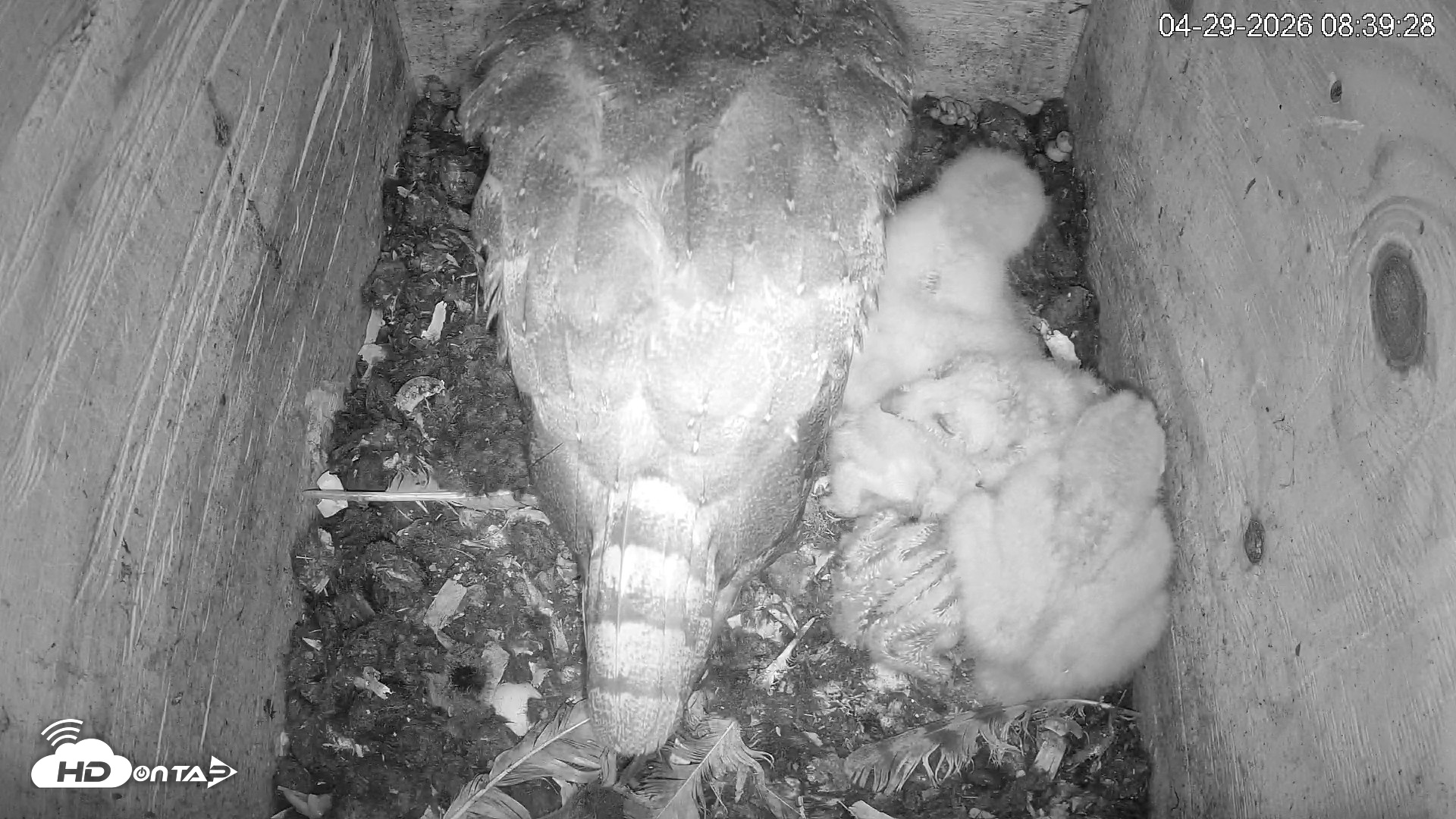 Snapshot of North Carolina Barn Owls Live Cam taken Apr 29, 2026, 8:40am EDT